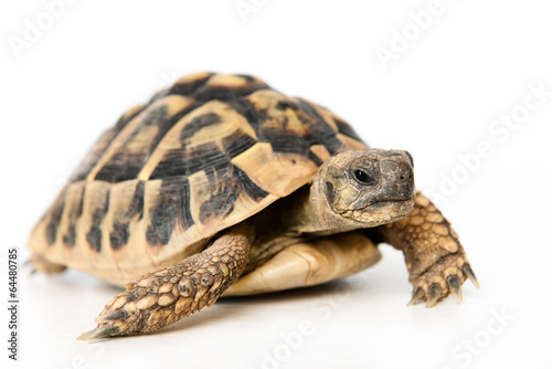 turtle in front of white background