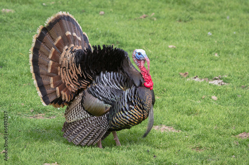 tom turkey