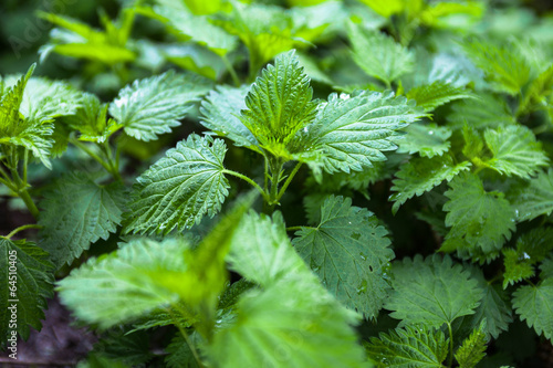 Stinging nettles