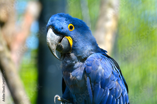 perroquet bleu zoo de vincennes