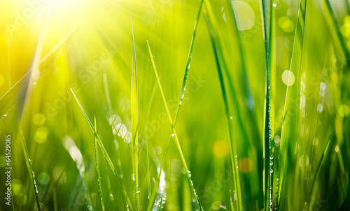Fresh green grass with dew drops closeup. Soft Focus