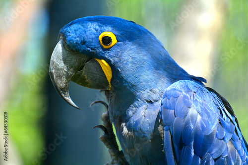 perroquet bleu zoo de vincennes