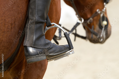 dressage hors