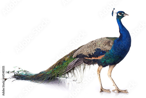 peacock