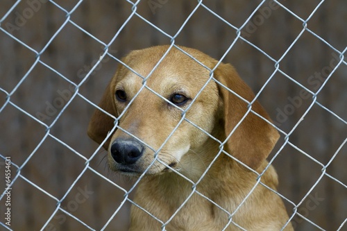 cane triste in gabbia, canile