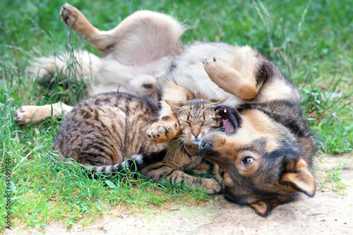 Dog and cat playing on the grass