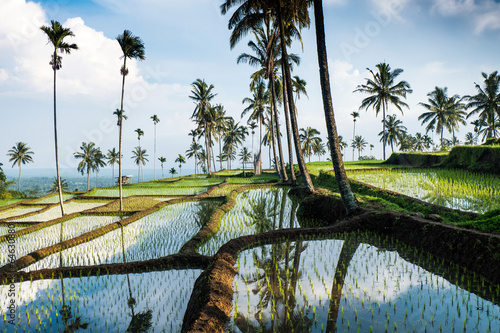 terraced rice fields around Senaru, Lombok, Indonesia, Asia