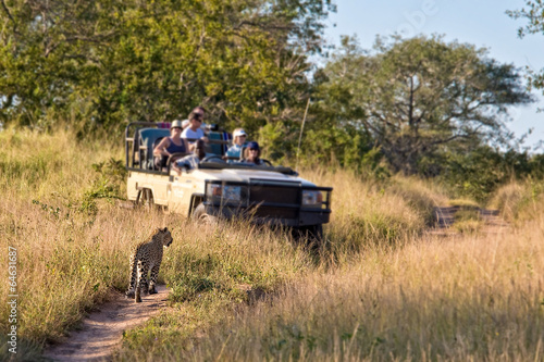 Tourists in a car observing a female leopard, wildlife observation,safari game drive, travel and tourism in South Africa