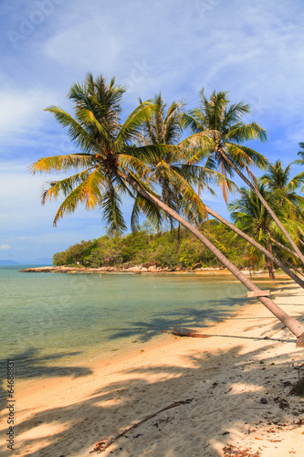 Coconut palm and Tropical beach