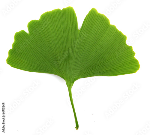 green ginkgo biloba isolated on white background