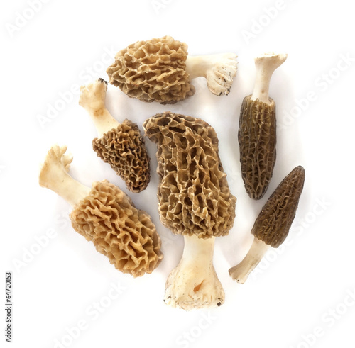 Group of morel mushrooms isolated on white background