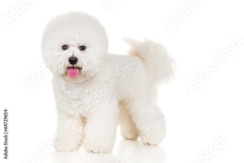 Bichon dog standing at white background