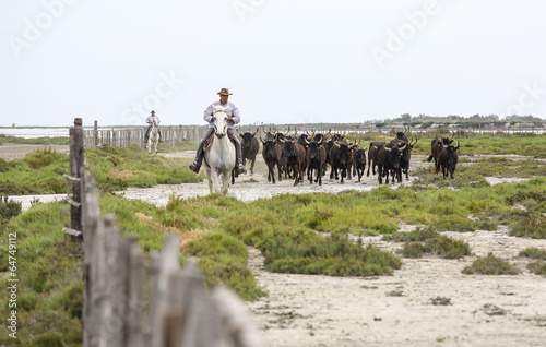 la camargue