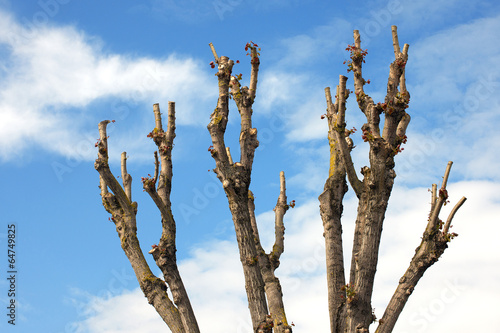 Pruned Tree on a Blue Sky