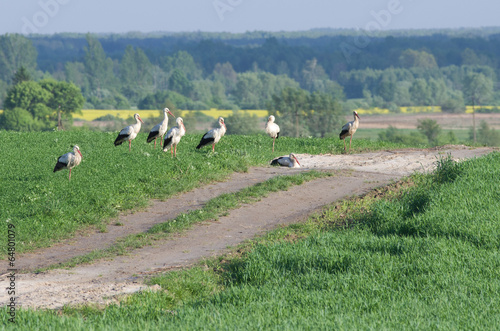 Bociany przy polnej drodze