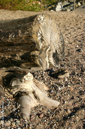 Pień na plaży