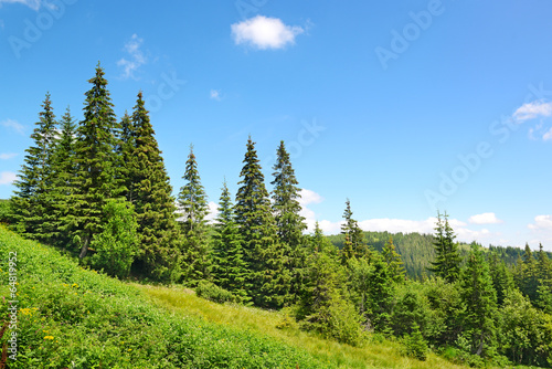 Beautiful pine trees