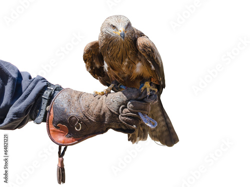 Falconry isolated