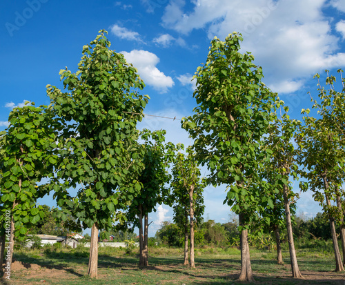 Teak tree and the blue sky.