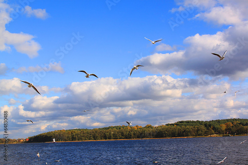 Ptaki w locie na tle błękitnego nieba, w tle widać las na brzegu jeziora