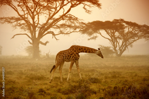 Giraffe in savannah