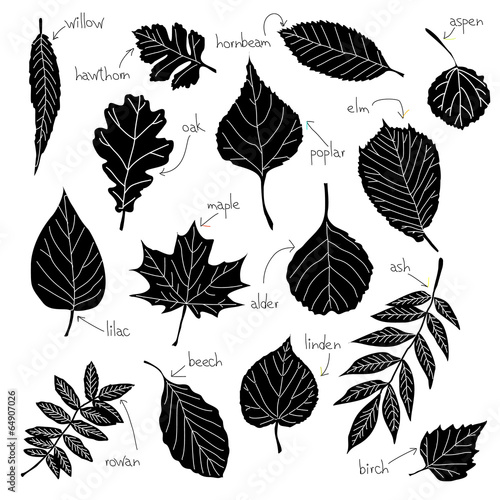 Collection of different kinds of leaves