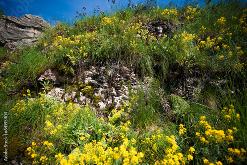 photo of yellow flowers on mountain