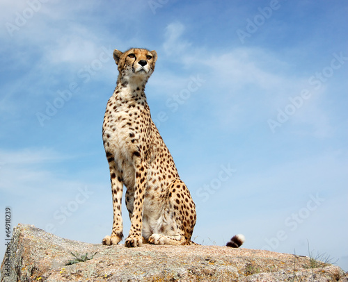 Cheetah