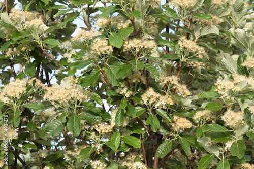 Sorbus aria. Mostajo con flores.