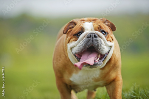 English Bulldog dog puppy playing outdoors