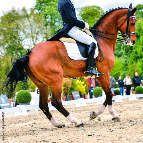 dressage horse and rider - pirouette at walk