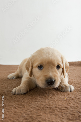 puppy of golden retriever