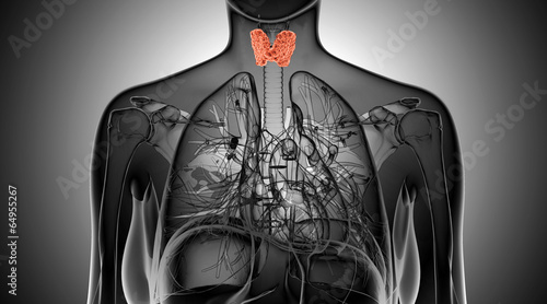 x-ray illustration of the female thyroid gland