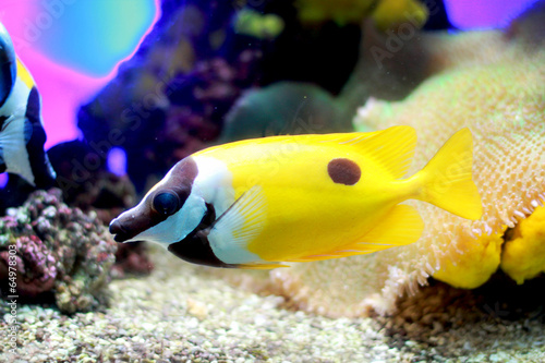 Tropical colorful yellow fish swimming in aquarium with plants
