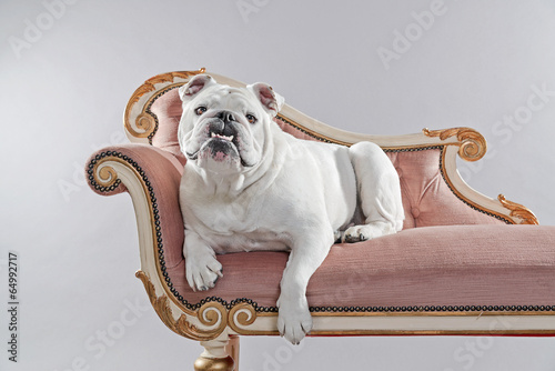 White english bulldog lying on vintage sofa. Studio shot against