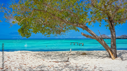 Beach in Caribbean with a tree