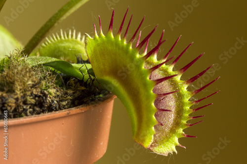 Dionaea muscipula