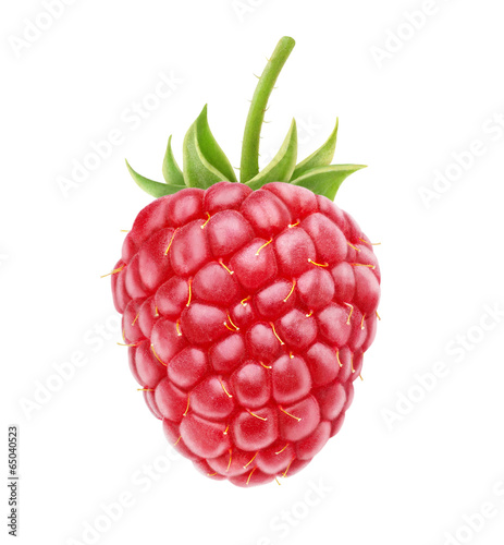 Isolated berry. One fresh raspberry fruit isolated on white background