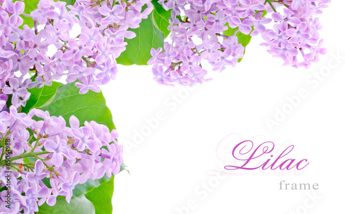 Lilac flowers