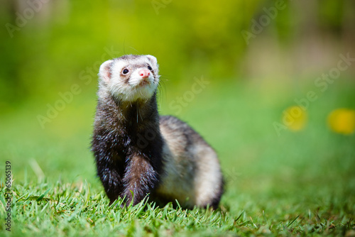 adorable ferret portrait