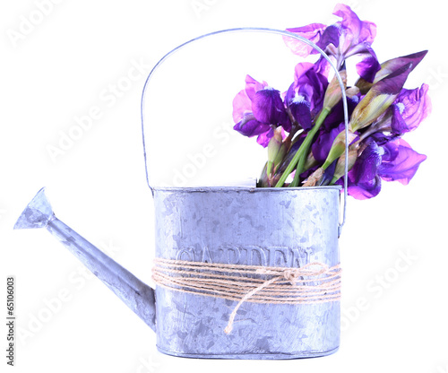 Purple iris flowers in watering can, isolated on white