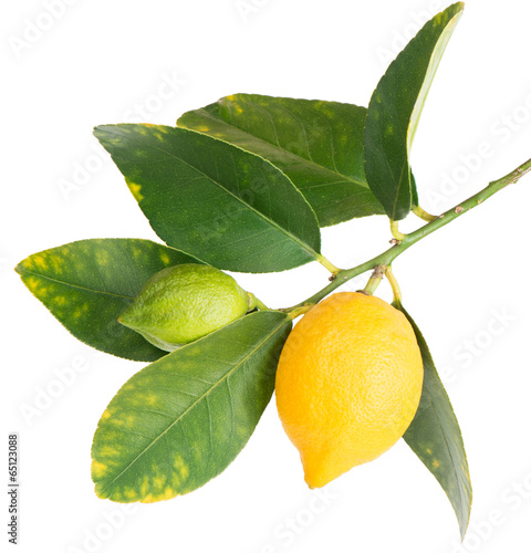 Lemons on a branch