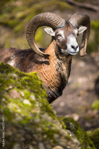 The mouflon (Ovis orientalis)