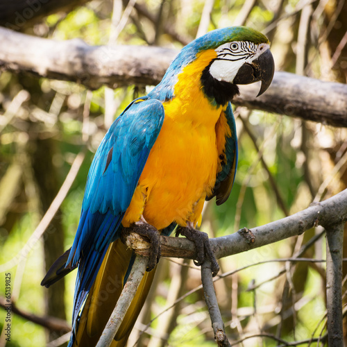 One Blue-and-yellow Macaw (Ara ararauna)