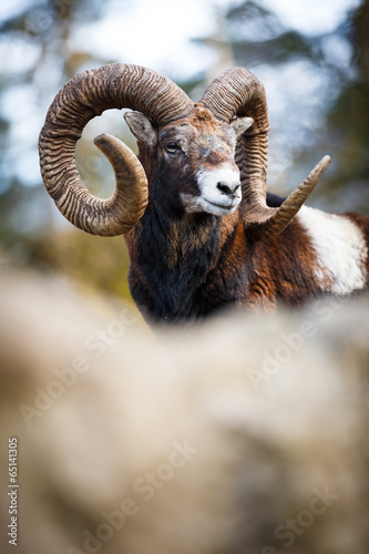 The mouflon (Ovis orientalis)