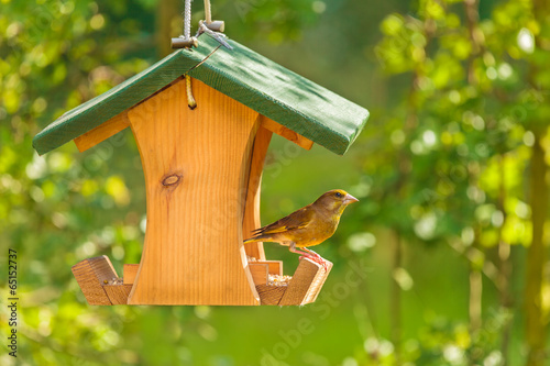 Greenfinch with seed feeder