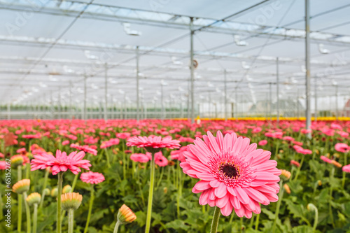 Blooming pink gerberas in a Dutch greenhouse