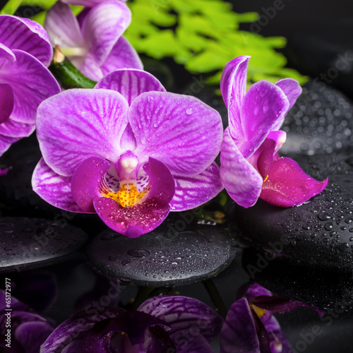 spa setting of stripped lilac orchid (phalaenopsis), branch of f