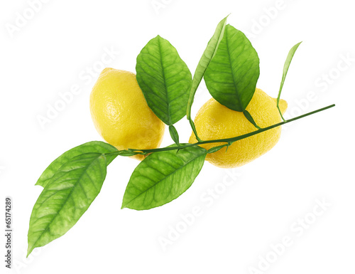 Lemon fruits on a green branch