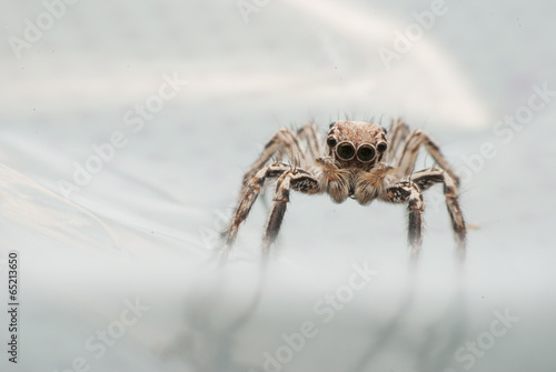 Super macro spider